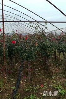 3公分高杆树状月季