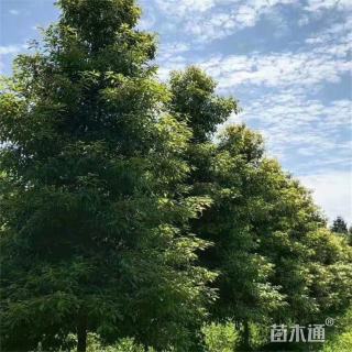 25公分桢楠