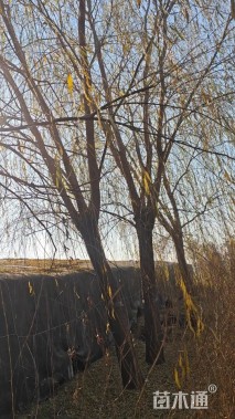 20公分西湖垂柳