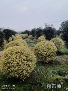 高度100厘米金姬小蜡