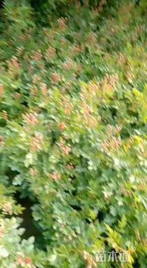 高度50厘米蔷薇