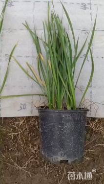 高度30厘米紫娇花