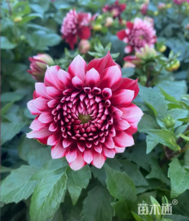 高度35厘米小丽花