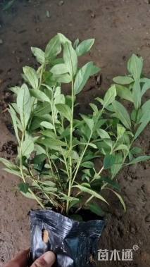 高度30厘米春鹃