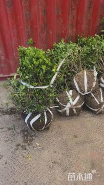 高度60厘米中叶栀子