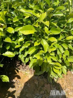 高度30厘米火力楠小苗