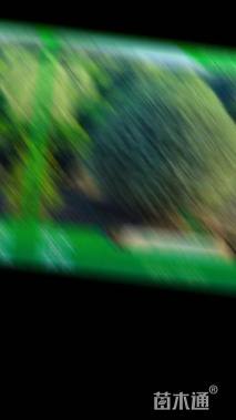 冠幅150厘米银姬小蜡球