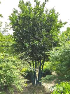 8公分(4杆)丛生香泡