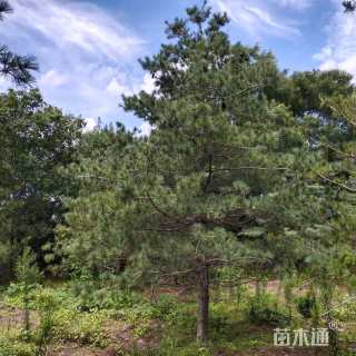 高度300厘米华山松