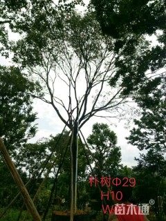 24公分朴树