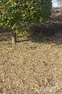 12公分造型卫矛