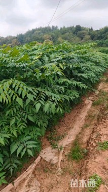 高度100厘米栾树小苗