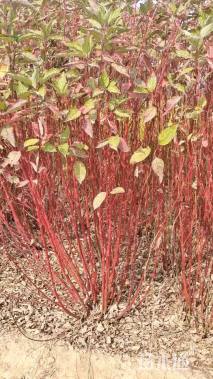 高度80厘米红瑞木