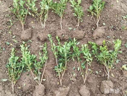 高度35厘米春鹃