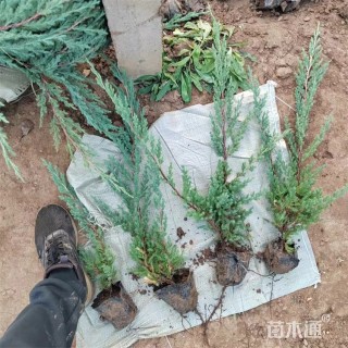 高度70厘米铺地柏