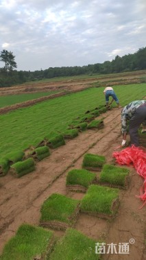 草毯状马尼拉草