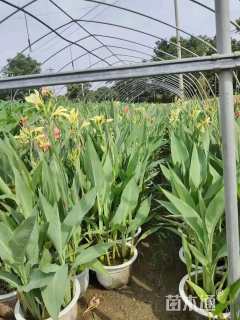 高度60厘米水生美人蕉