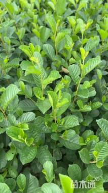 0.5公分川滇桤木