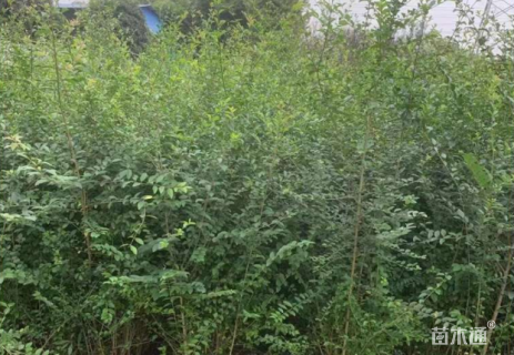 高度80厘米小叶女贞