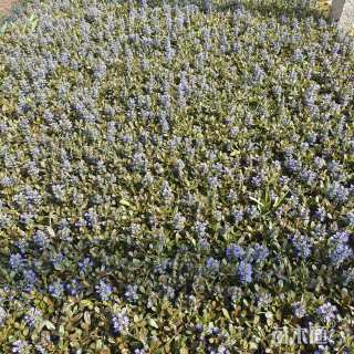 高度10厘米多花筋骨草