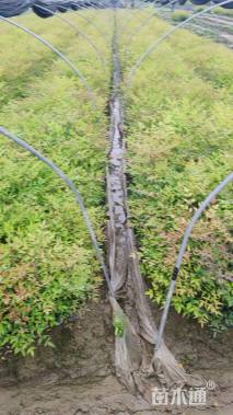 高度35厘米南天竹