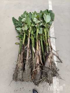 高度150厘米芭蕉