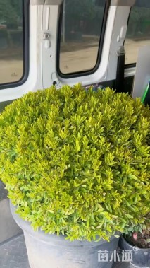 高度60厘米豆瓣黄杨