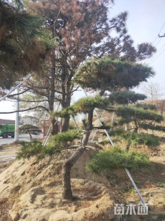造型黑松