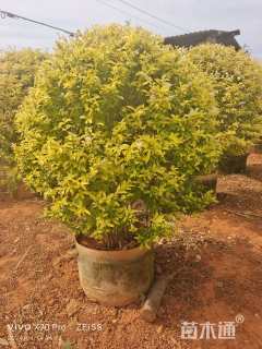 冠幅120厘米金冠女贞球