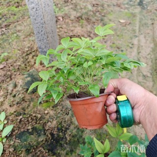 高度30厘米火焰南天竹