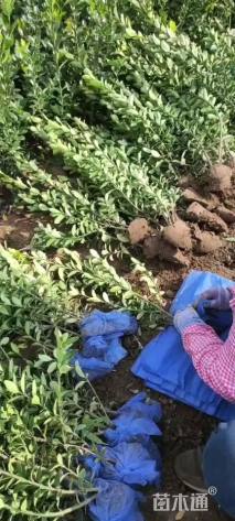 高度60厘米大叶黄杨