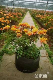 高度50厘米欧洲月季