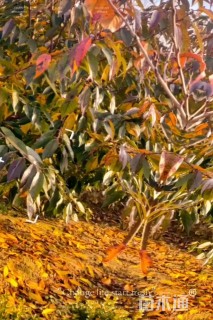 6公分红粉佳人樱