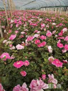 高度80厘米丰花月季