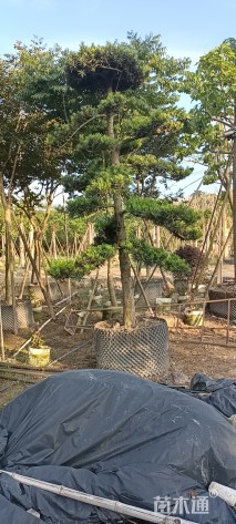 容器苗造型罗汉松