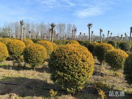 冠幅60厘米金叶女贞球