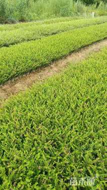 高度20厘米萼距花