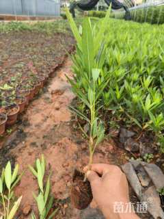 高度20厘米夹竹桃