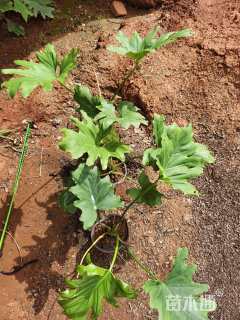 高度30厘米春羽