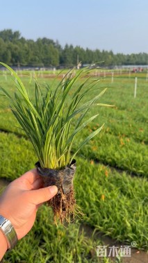 高度40厘米大花萱草