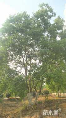 12公分(4杆)丛生乌桕