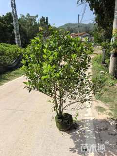 高度50厘米含笑