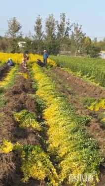 高度60厘米金叶女贞小苗