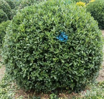 高度200厘米海桐