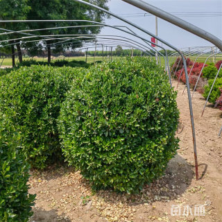 冠幅130厘米大叶黄杨球