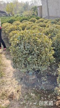 冠幅80厘米金边黄杨球