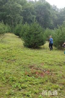 高度300厘米油松