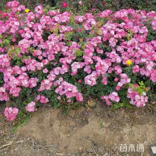高度60厘米仙境月季