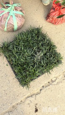 高度12厘米玉龙草