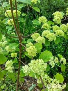 高度180厘米木绣球